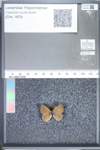 Media type: image;   Entomology 66196
